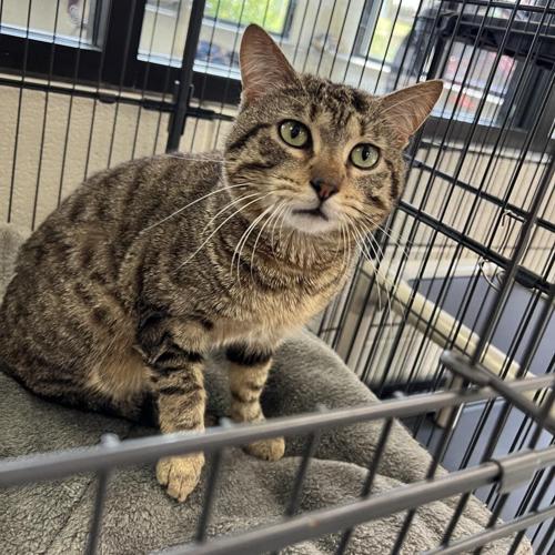 060723-fnp-opn-furryfriends-daddyshark