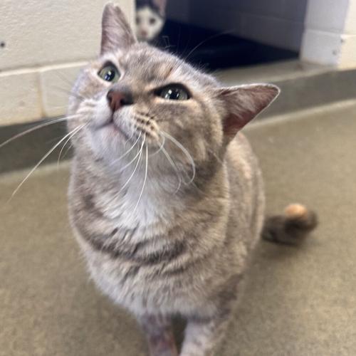 Tipsy, domestic short hair