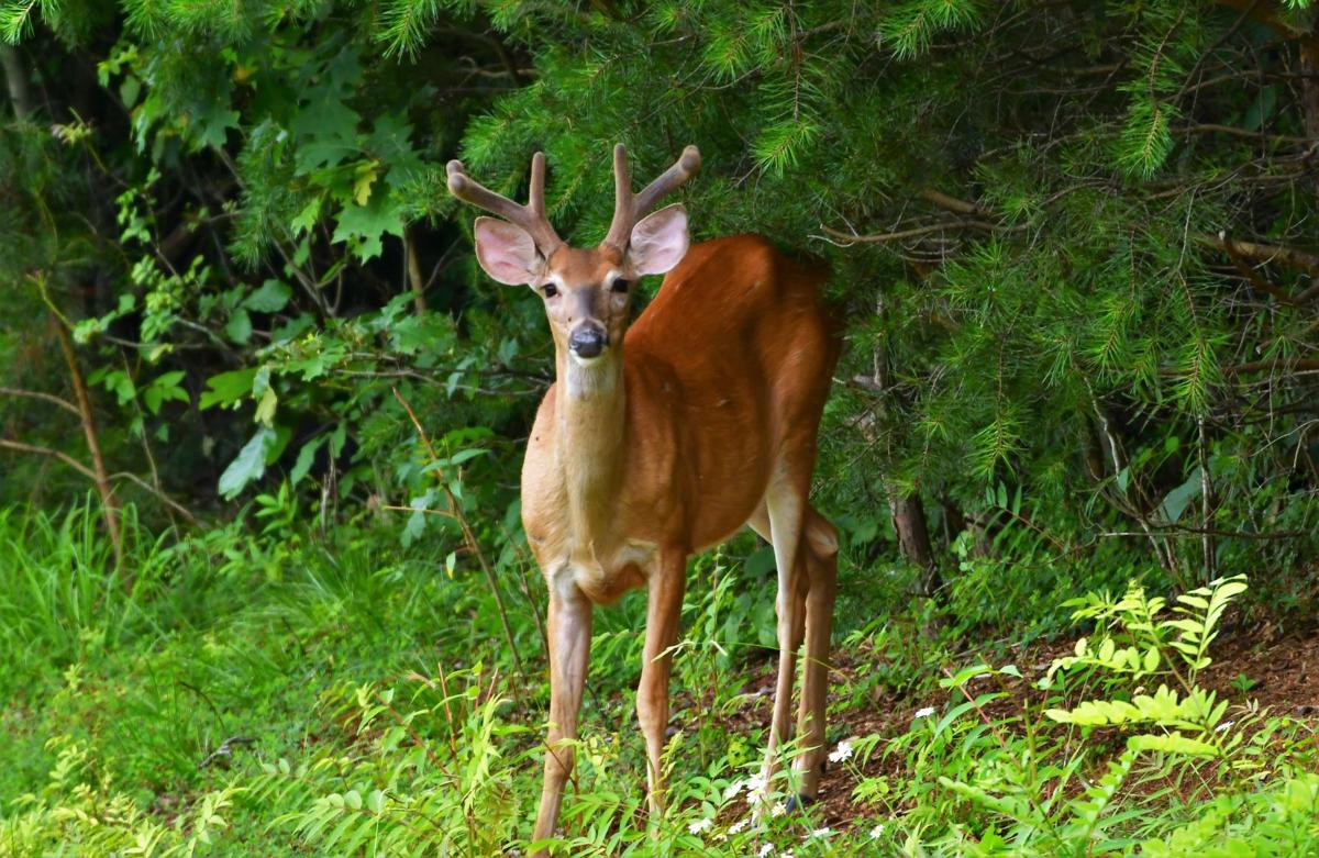 Deer, SML Community Park