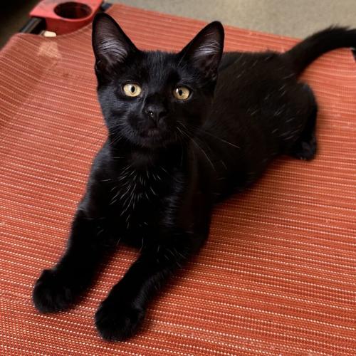 072426-fnp-opn-felinefriday-licorice.jpeg