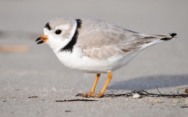 082226-rtd-me-plover