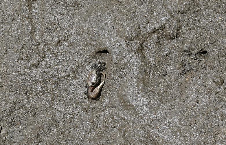 20220612_MET_WETLANDS_AWE04