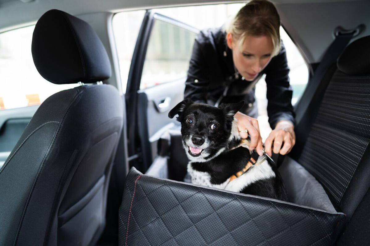 Ridin’ with Rover: Must-have items  for the “pawfect” car trip, no matter where you’re headed Image