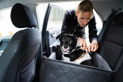 Ridin’ with Rover: Must-have items  for the “pawfect” car trip, no matter where you’re headed Image