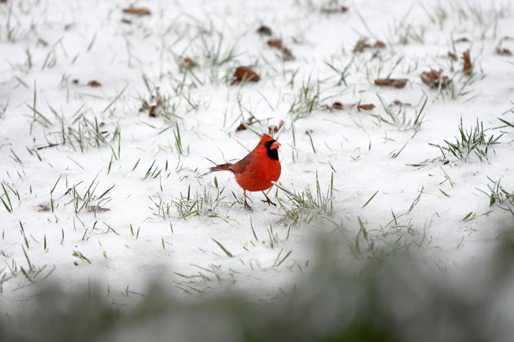 010825-fnp-news-firstsnow-p02