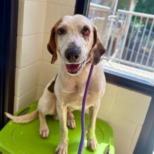 Yahtzee, hound mix