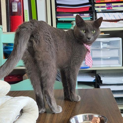 Handsome Charles, domestic short hair