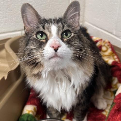 050826-fnp-opn-felinefriday-miss-cleo.jpeg