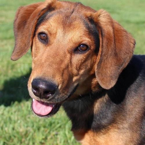 060723-fnp-opn-furryfriends-boba