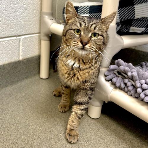 Feline Friday: Merlin, domestic short hair