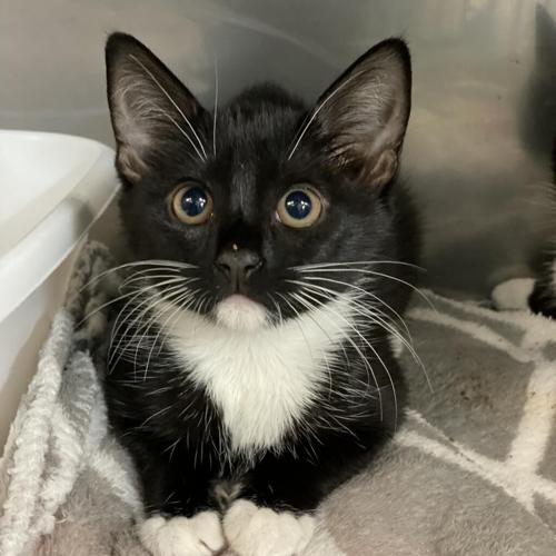 Feline Friday 072823 Peanut