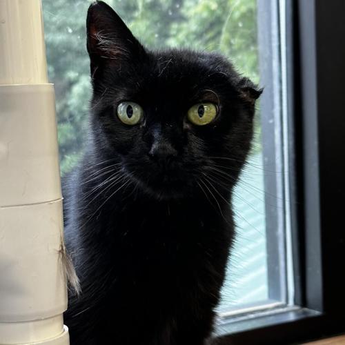 Furry Friends 0816 2023 Guss