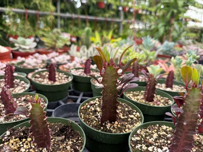 Gardening-Indoor Desert