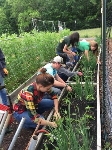 ‘Giving Gardens’ grow 20,000 pounds of produce