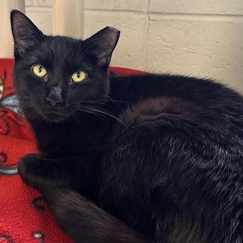 Feline Friday 021624: Ebony