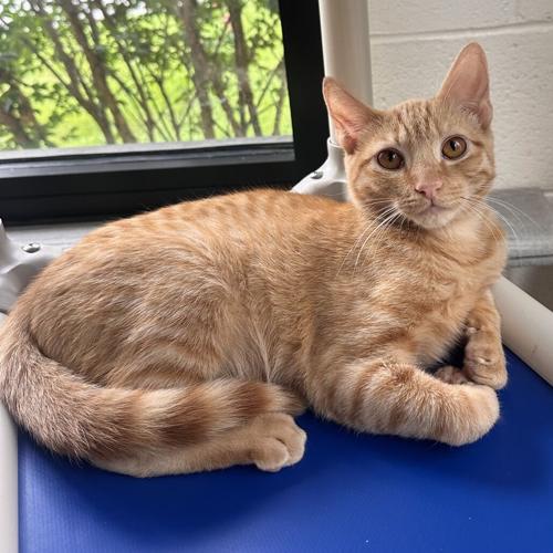 Ancho, domestic short hair
