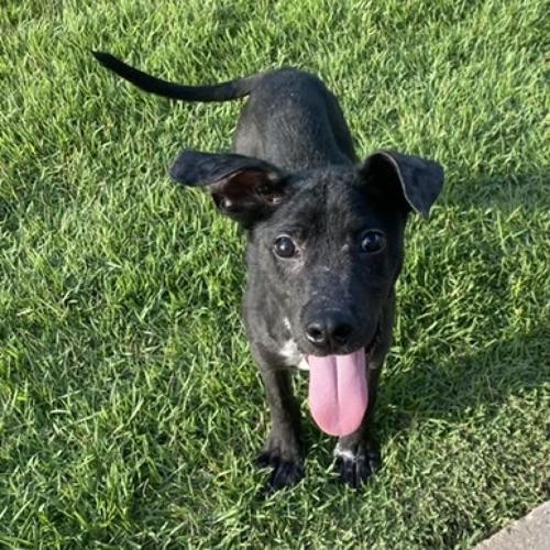083122-fnp-opn-furryfriends-chester.png