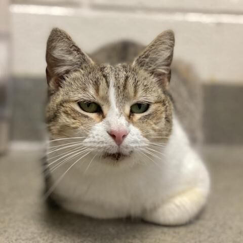 040122-fnp-opn-felinefriday-pearl.jpeg