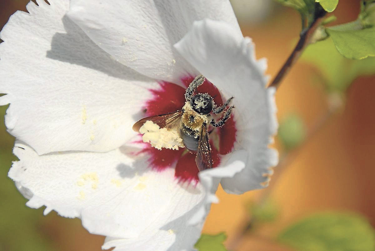 Healthy garden, healthy lake, healthier you