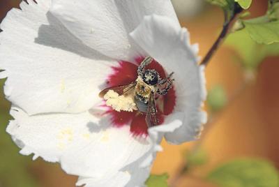 Healthy garden, healthy lake, healthier you