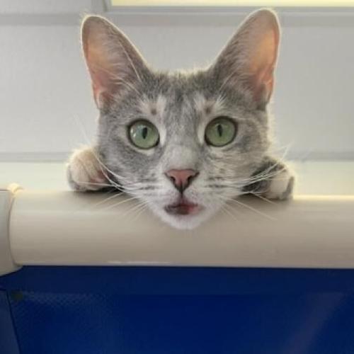 070622-fnp-opn-furryfriends-sybil.png
