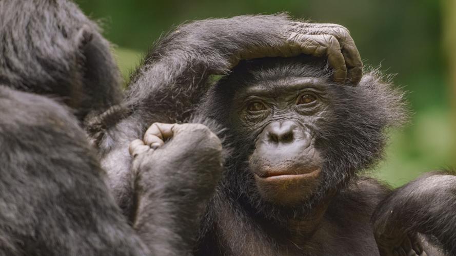 Queens - Bonobo