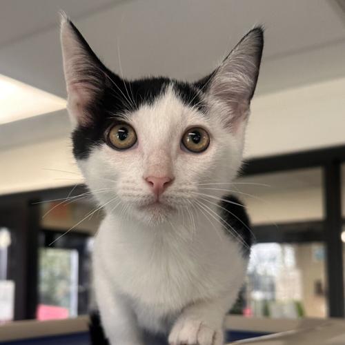 Maple, domestic short hair