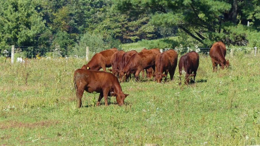 Cows