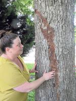 Possible fireball hits Rocky Mount