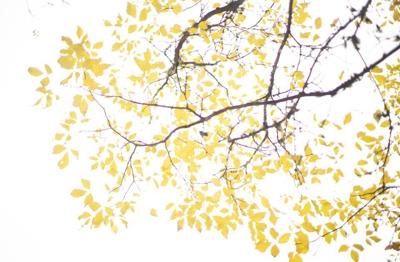 Yellow leaves