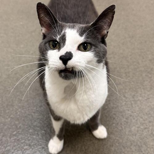 Wesley, domestic short hair