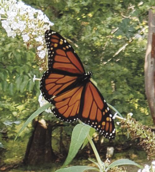 Winter Lecture Series Begins With Monarch Butterflies News