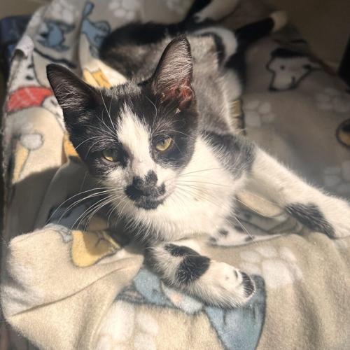 082126-fnp-opn-felinefriday-spanky.jpeg