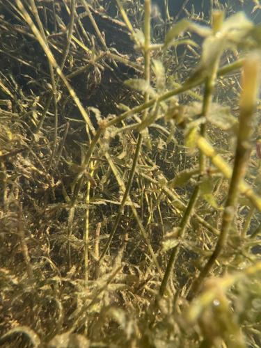 092825-roa-a1-smlhydrilla-02.JPG (copy)