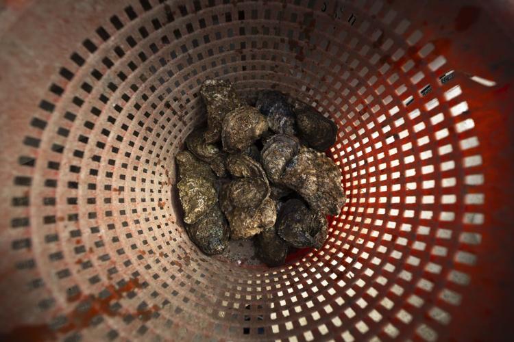 xxxx25-rtd-met-sludge