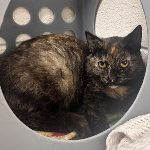 Bunny, domestic short hair