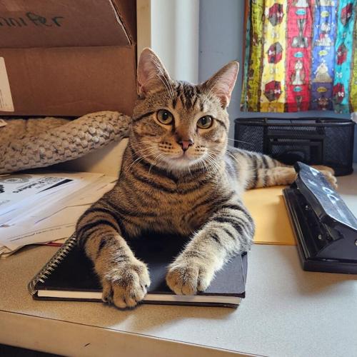 Bradney, domestic short hair