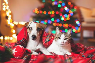 NEWS2USE-PETS-DMT