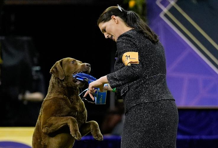 Westminster Dog Show