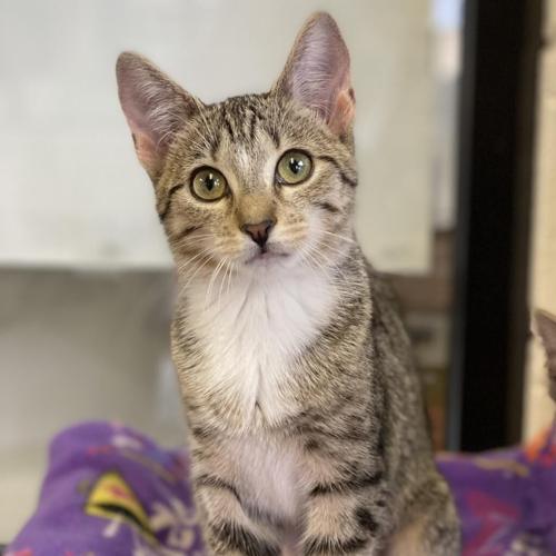 090623-fnp-opn-furryfriends-ellis