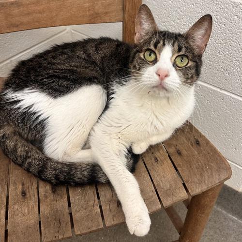 Bernard, domestic short hair