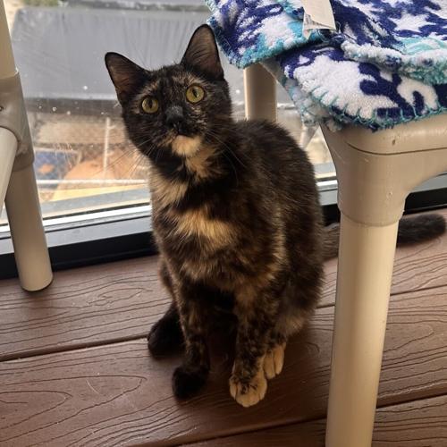 Precious, domestic short hair