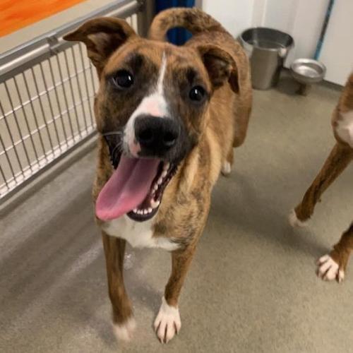 070523 Furry Friends Versi