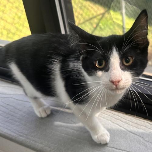 Olive, domestic short hair