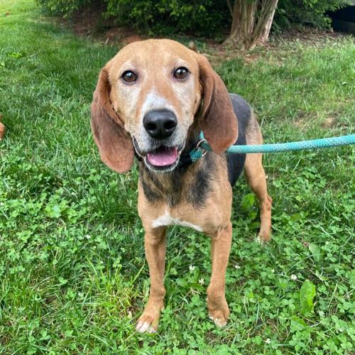 Furry Friends 08162023 Huck