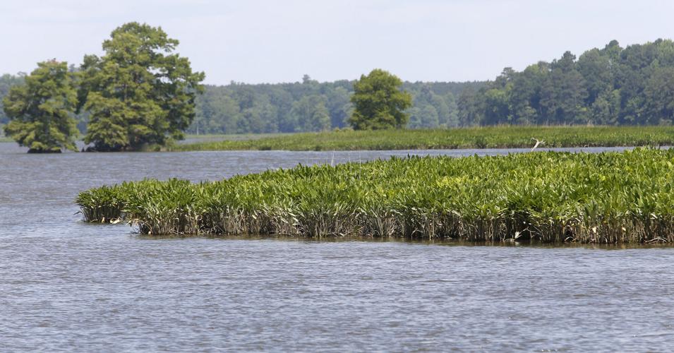 20220612_MET_WETLANDS_AWE06