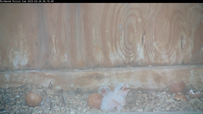 Newly hatched falcon chicks in downtown Richmond