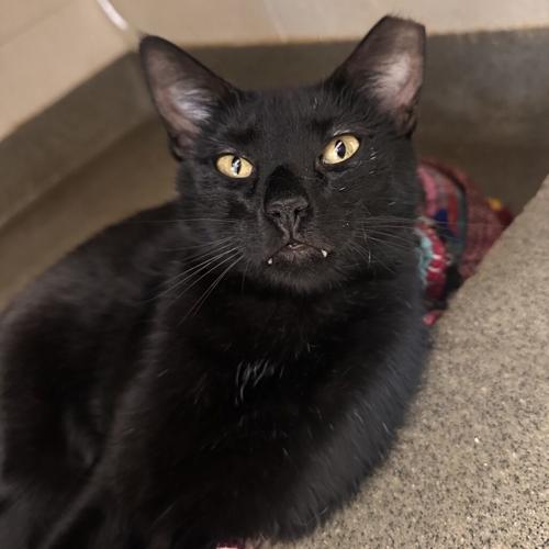 Sloane, domestic short hair