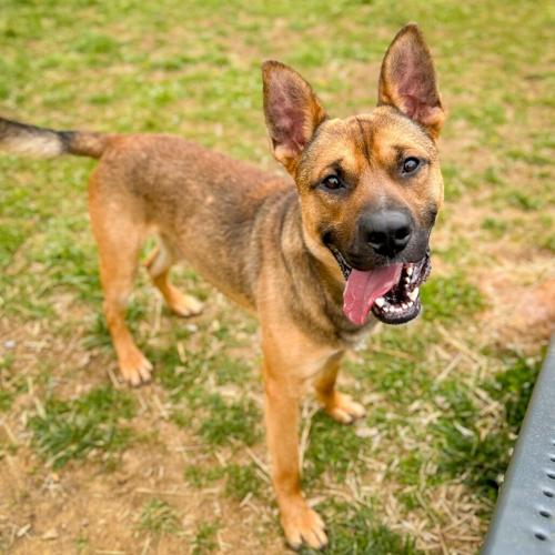 Ferris, German shepherd