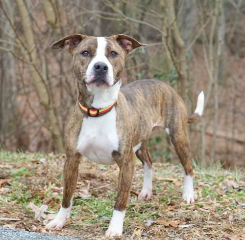 Furry Friends of Franklin County